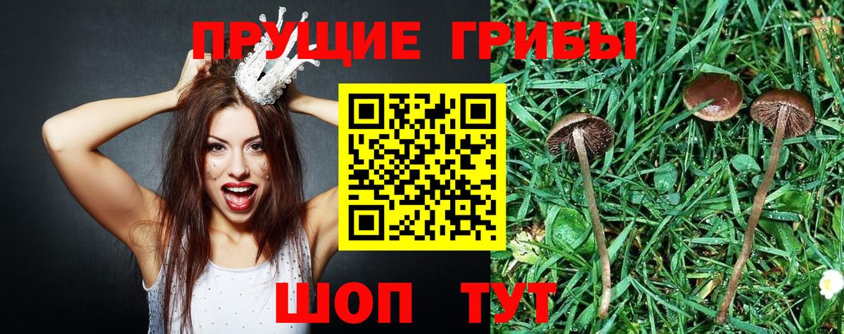 Галлюциногенные грибы MAGIC MUSHROOMS  закладки  Ярославль  Вход с VPN 